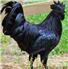 Top Quality Ayam Cemani Chickens, Fertile eggs and chicks  for Sale