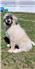 Great Pyrenees puppies for Sale