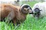 American Blackbelly Ram for Sale