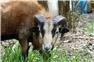American Blackbelly Ram for Sale