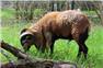 American Blackbelly Ram for Sale