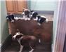 ABCA BORDER COLLIE PUPS for Sale