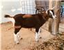 Toggenburg goat with excellent pedigree for Sale