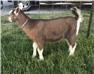 Toggenburg goat with excellent pedigree for Sale