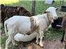 Katahdin Rams for Sale