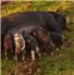 Registered Idaho Pasture Pigs for Sale