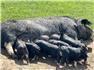 Registered Idaho Pasture Pigs for Sale