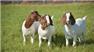 hea;lthy livestock sheep and goats  for Sale