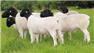 hea;lthy livestock sheep and goats  for Sale