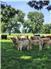 Farm, Cattle Ranch, Pecan NUT FARM for Sale