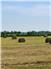 Farm, Cattle Ranch, Pecan NUT FARM for Sale