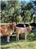 RIVER FARM, CATTLE RANCH & PECAN ORCHARD, for Sale