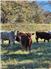 RIVER FARM, CATTLE RANCH & PECAN ORCHARD, for Sale