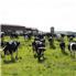 Top-Quality Holstein Heifers, Cows, and Calves ! for Sale