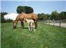 27+ Acre Horse Farm-1/2 mile race track, indoor arena for Sale