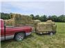 Horse quality Alfalfa, Timothy and Orchard grass available for Sale