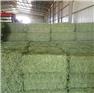 Horse quality Al...