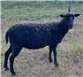 Registered Gotland breeding group for Sale