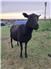 Registered Gotland breeding group for Sale