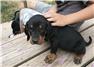 Black and Tan Coonhound puppies for Sale