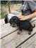 Black and Tan Coonhound puppies for Sale