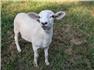 Katadin&Texel ram lamb  for Sale