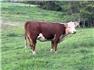 Miniature Hereford 1st calf heifer for Sale