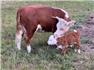 Miniature Hereford 1st calf heifer for Sale