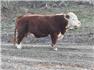 Miniature Hereford 1st calf heifer for Sale