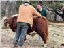 Miniature Hereford 1st calf heifer for Sale