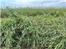 2024 Alfalfa Brome Hay for Sale