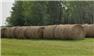 Round Hay Bales for Sale