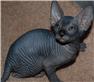Healthy Smart Sphynx Kittens Available  for Sale