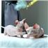 Healthy Smart Sphynx Kittens Available  for Sale