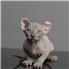 Healthy Smart Sphynx Kittens Available  for Sale