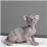 Healthy Smart Sphynx Kittens Available  for Sale
