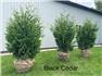 Black Cedars  for Sale