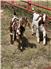 Boer Goats  for Sale