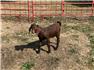 Boer Goats  for Sale