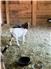 Boer Goats  for Sale