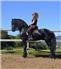 Gorgeous 5 year old friesian gelding. for Sale