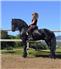 Gorgeous 5 year old friesian gelding. for Sale