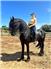 Gorgeous 5 year old friesian gelding. for Sale