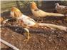 Peach Splash pheasants for Sale