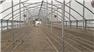 96' x 36' Muscle RT Greenhouse  for Sale