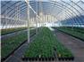 96 ft x 38 ft Clearspan Professional Greenhouses for Sale