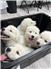 Mareema Sheepdog Puppies for Sale