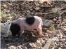 Teacup Mini Micro Juliana Pygmy Nano Potbelly Piglets - New Ad 12/07/24 for Sale