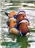 Mandarin Ducks  for Sale