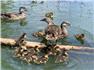 Mandarin Ducks  for Sale